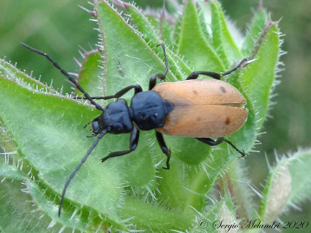 Meloidae  -Euzonitis quadrimaculata-